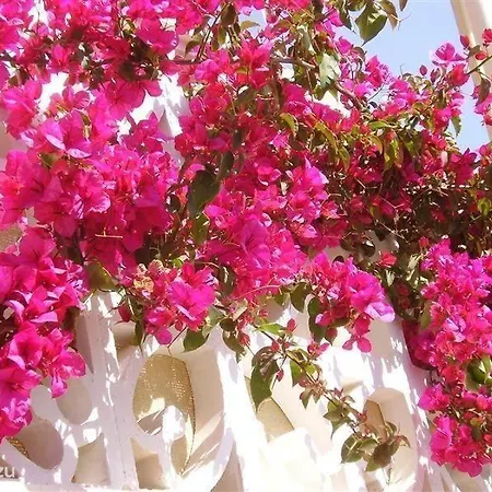 Bougainville דירה La Nucía